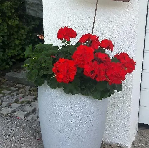 Regina Unger 마우라흐