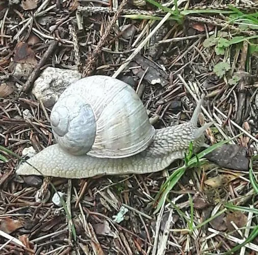 Regina Unger * 마우라흐